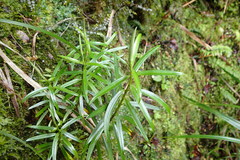 Veronica townsonii