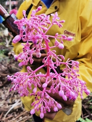 Medinilla