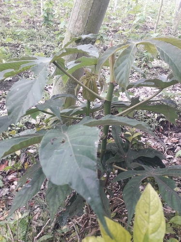 Cecropia mutisiana (Cecropia mutisiana)