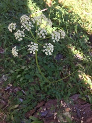 Ligusticum grayi