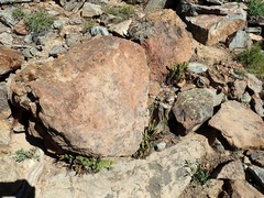 Polystichum lemmonii