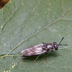 Hermetia illucens