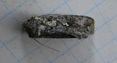 Syngrapha rectangula
