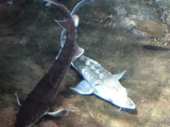 Acipenseridae