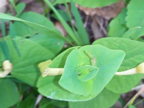 Image of Aristolochia lutea by no rights reserved