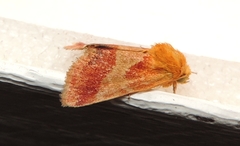 Schinia varix