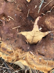 Phaeolus schweinitzii