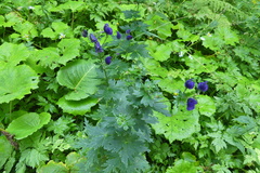 Aconitum firmum
