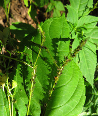 Impatientinum asiaticum