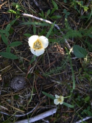 Calochortus subalpinus