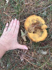 Phaeolus schweinitzii