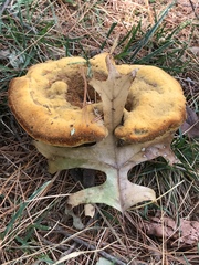 Phaeolus schweinitzii