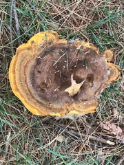 Phaeolus schweinitzii