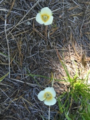 Calochortus subalpinus