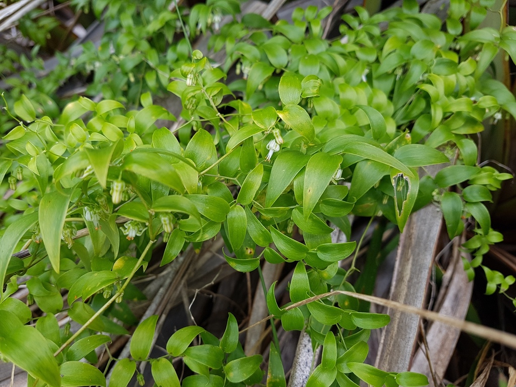 African asparagus fern (Asparagus asparagoides)