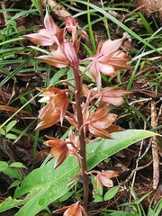 Eulophia zollingeri