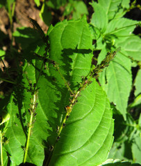Impatientinum asiaticum