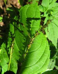 Impatientinum asiaticum