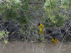 Ploceus cucullatus nigriceps