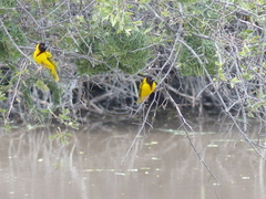 Ploceus cucullatus nigriceps