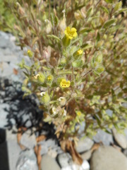 Mimetanthe pilosa
