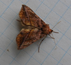 Pseudeva purpurigera