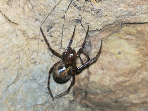 European cave spider