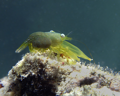 Coralliocaris graminea