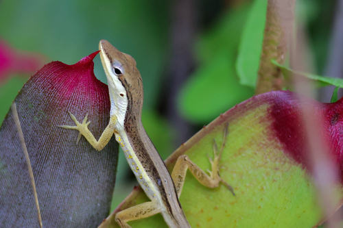 Puerto Rican Bush Anole (Anolis pulchellus)