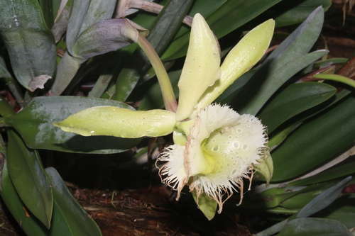 Image of Rhyncholaelia digbyana by (c) Juan Cruzado Cortés, some rights reserved (CC BY)