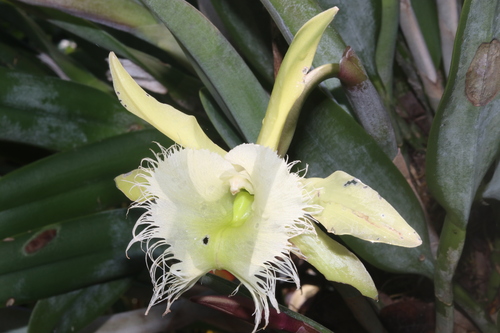 Image of Rhyncholaelia digbyana by (c) Juan Cruzado Cortés, some rights reserved (CC BY)