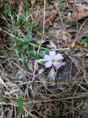 Oxalis violacea