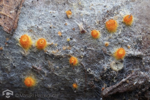 Arachnopeziza aurelia