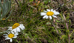 Anthemis tigreensis image