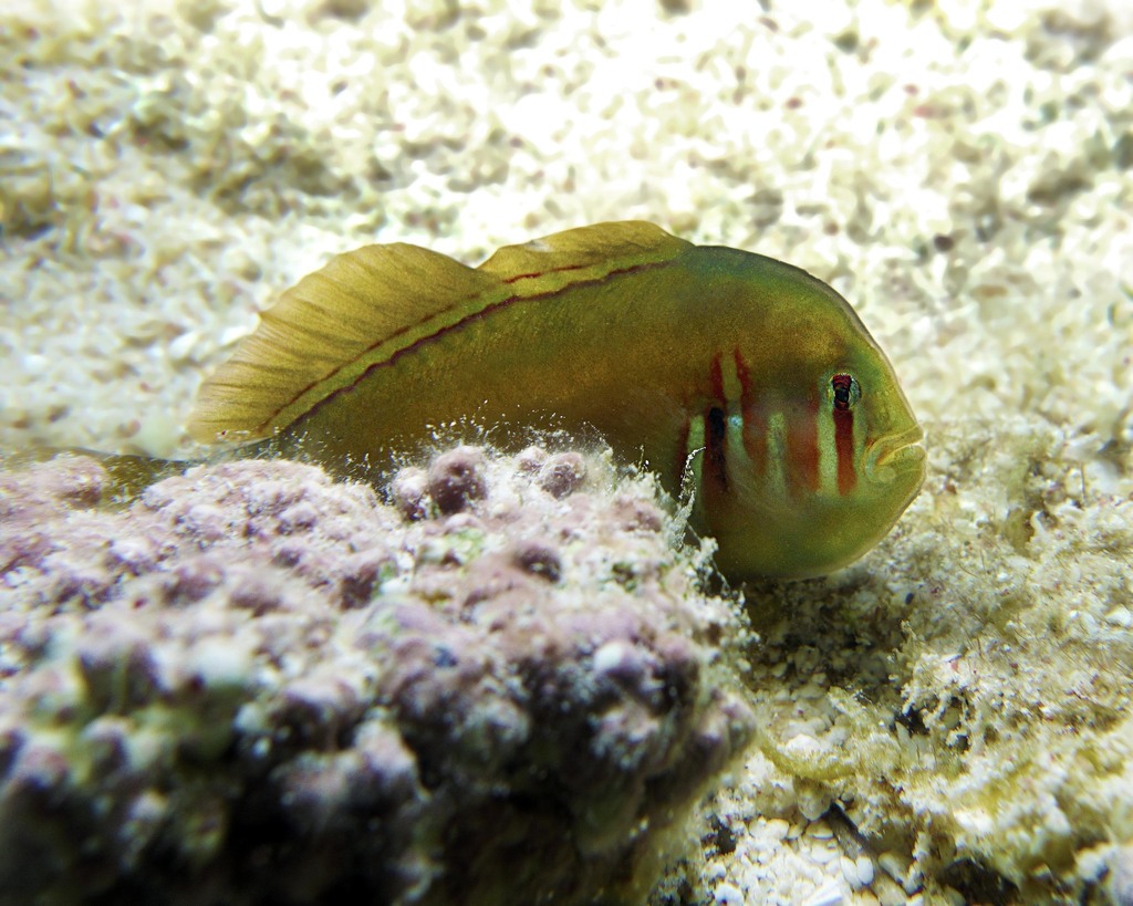 Red-Striped Coral Goby