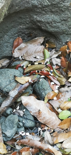 Mayan Coralsnake
