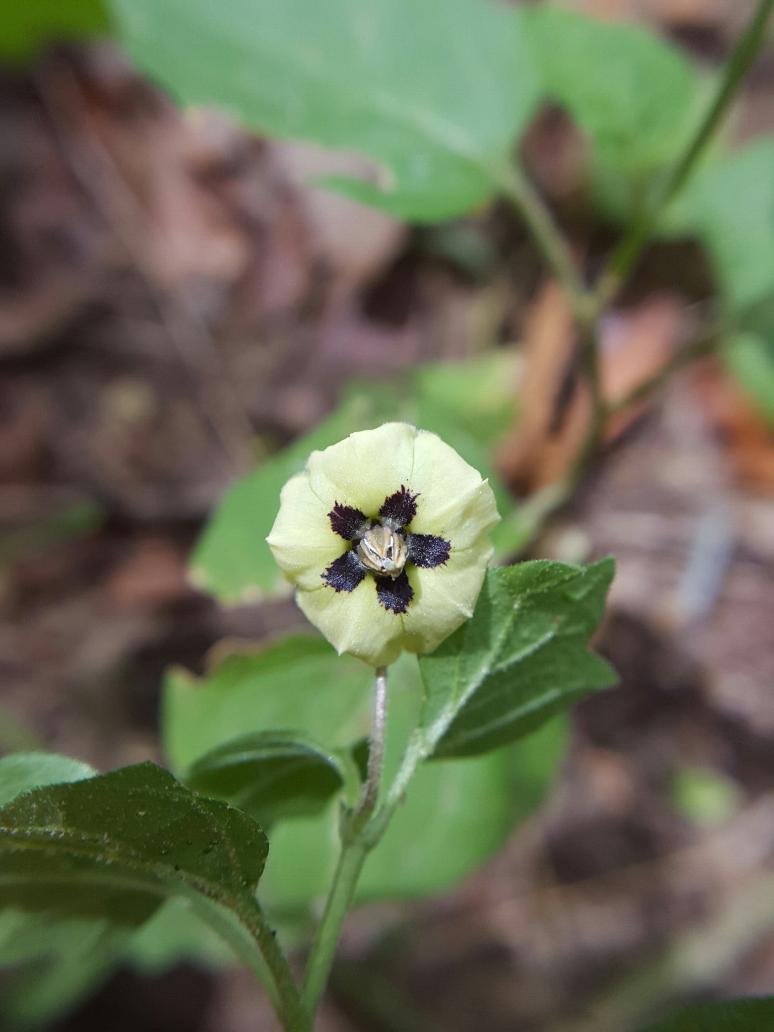 Physalis cinerascens var. cinerascens
