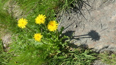 Hypochaeris uniflora