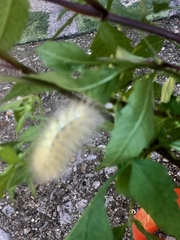 Lepidoptera