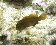 Gobiodon axillaris