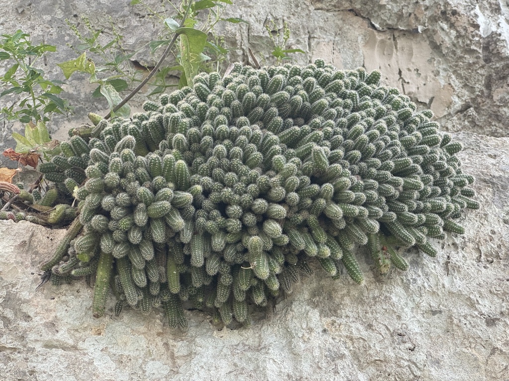 Foto de Cacto-amendoim