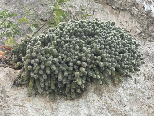 Cacto-amendoim