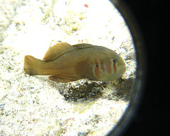 Gobiodon axillaris
