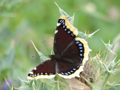 babôčka osiková (Nymphalis antiopa)