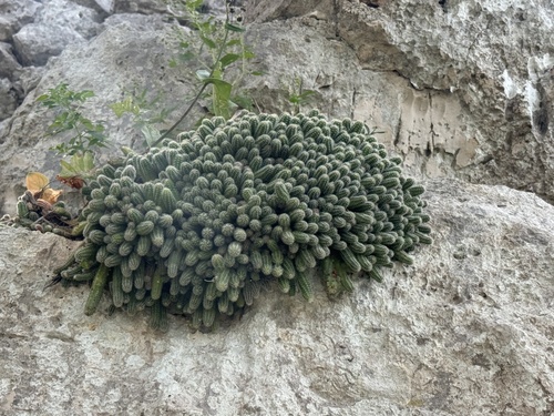 Foto de Cacto-amendoim