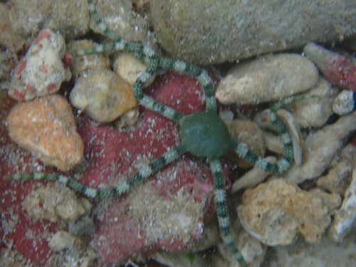 Ophioderma appressum observed 2025-05-04