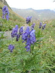 Aconitum nasutum