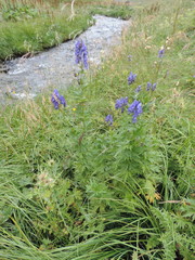 Aconitum nasutum