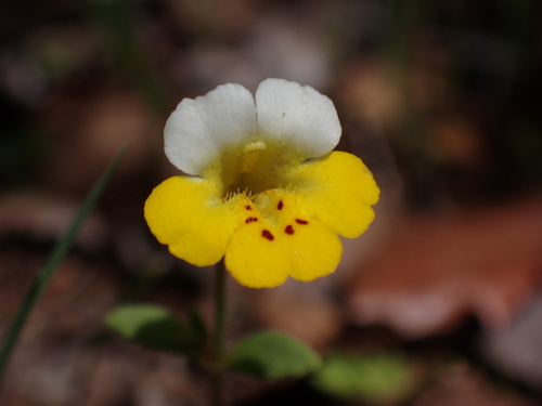 Image of Erythranthe bicolor by (c) Cricket Raspet, some rights reserved (CC BY)