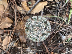 Mammillaria wrightii wrightii